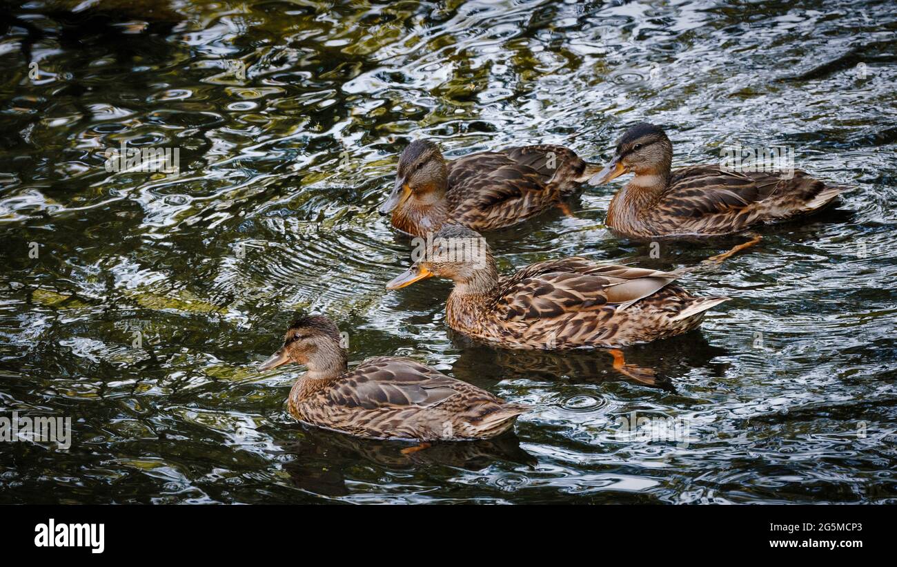 Four brown ducks swim in the river Stock Photo Alamy