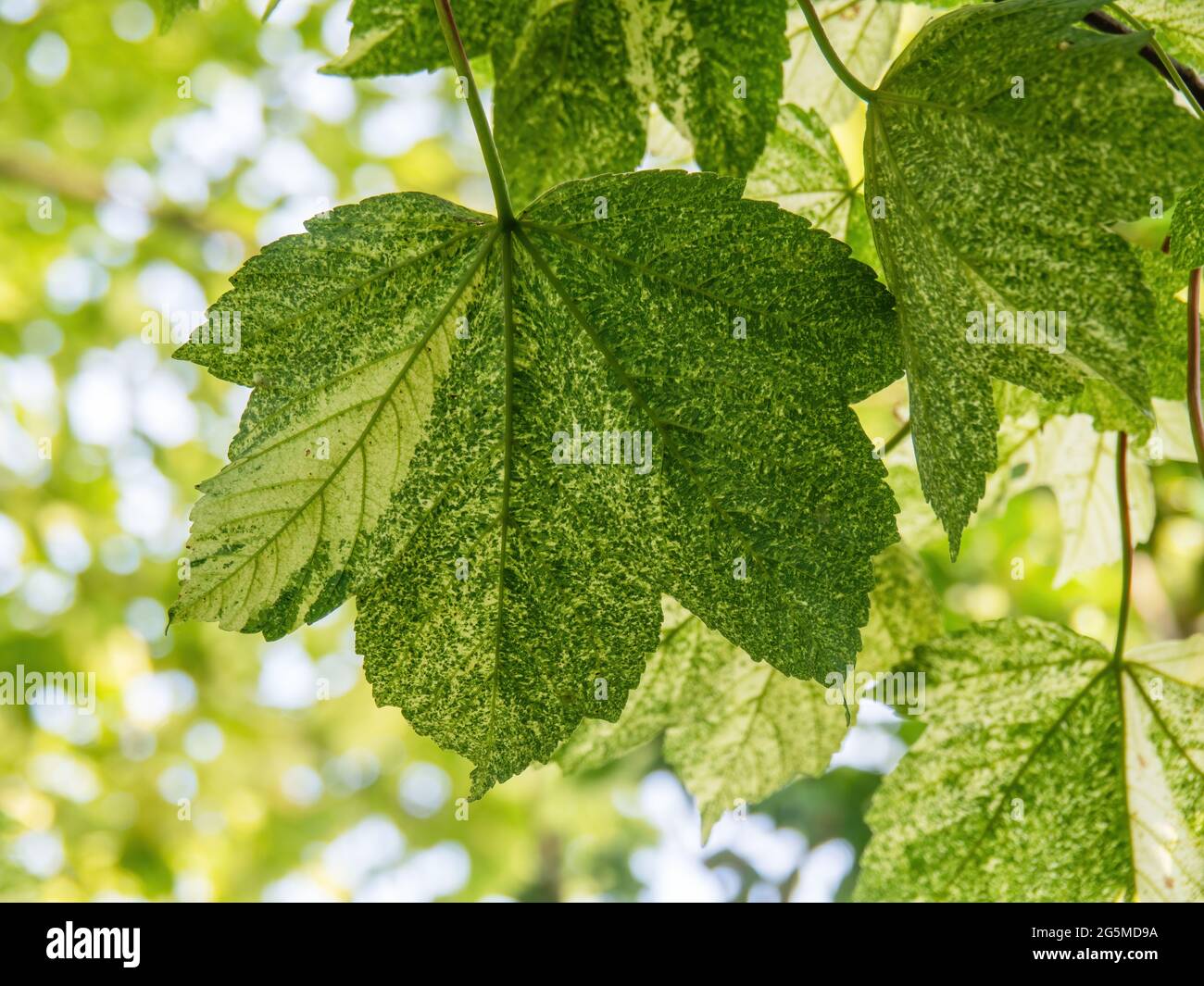 Variegated Sycamore tree leaf, Acer pseudoplatanus with variegated leaves, beautiful patterned foliage. Stock Photo
