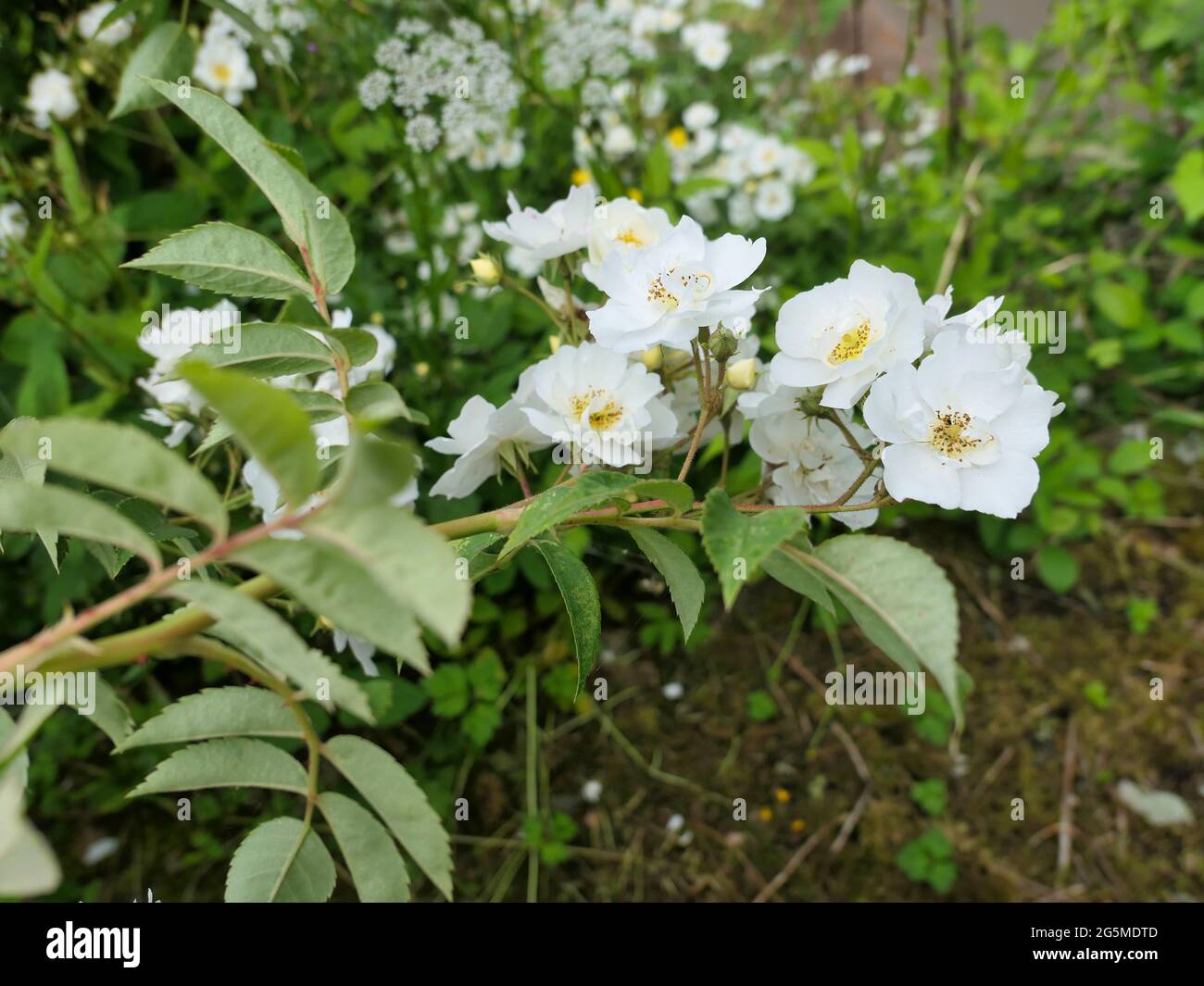 Rosa Rambling Rector Stock Photo - Alamy