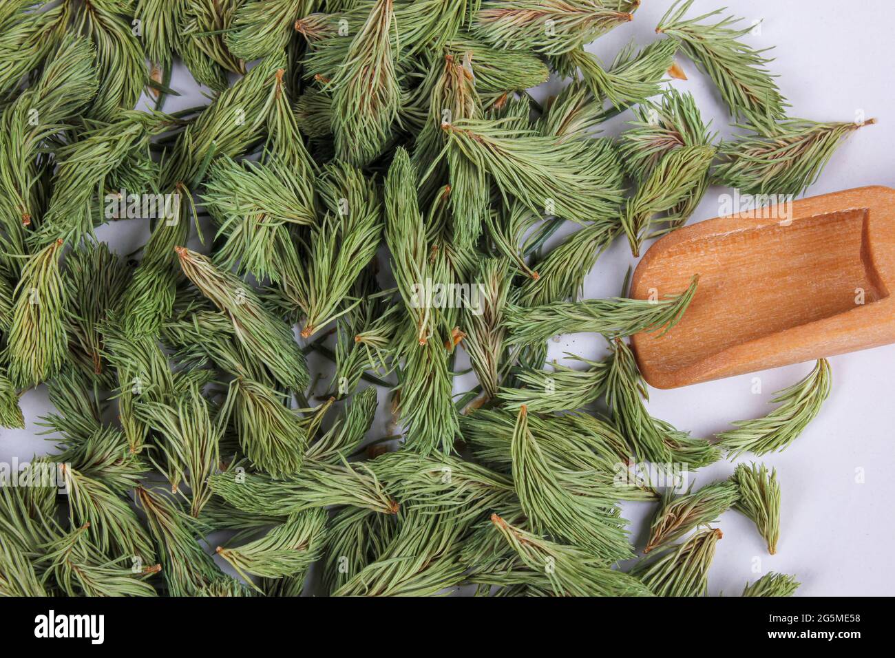 Dried young shoots of spruce prepare for tea. Remedy for cough and asthma. Homeopathy and natural folk medicine. Close up. Flat lay. Stock Photo