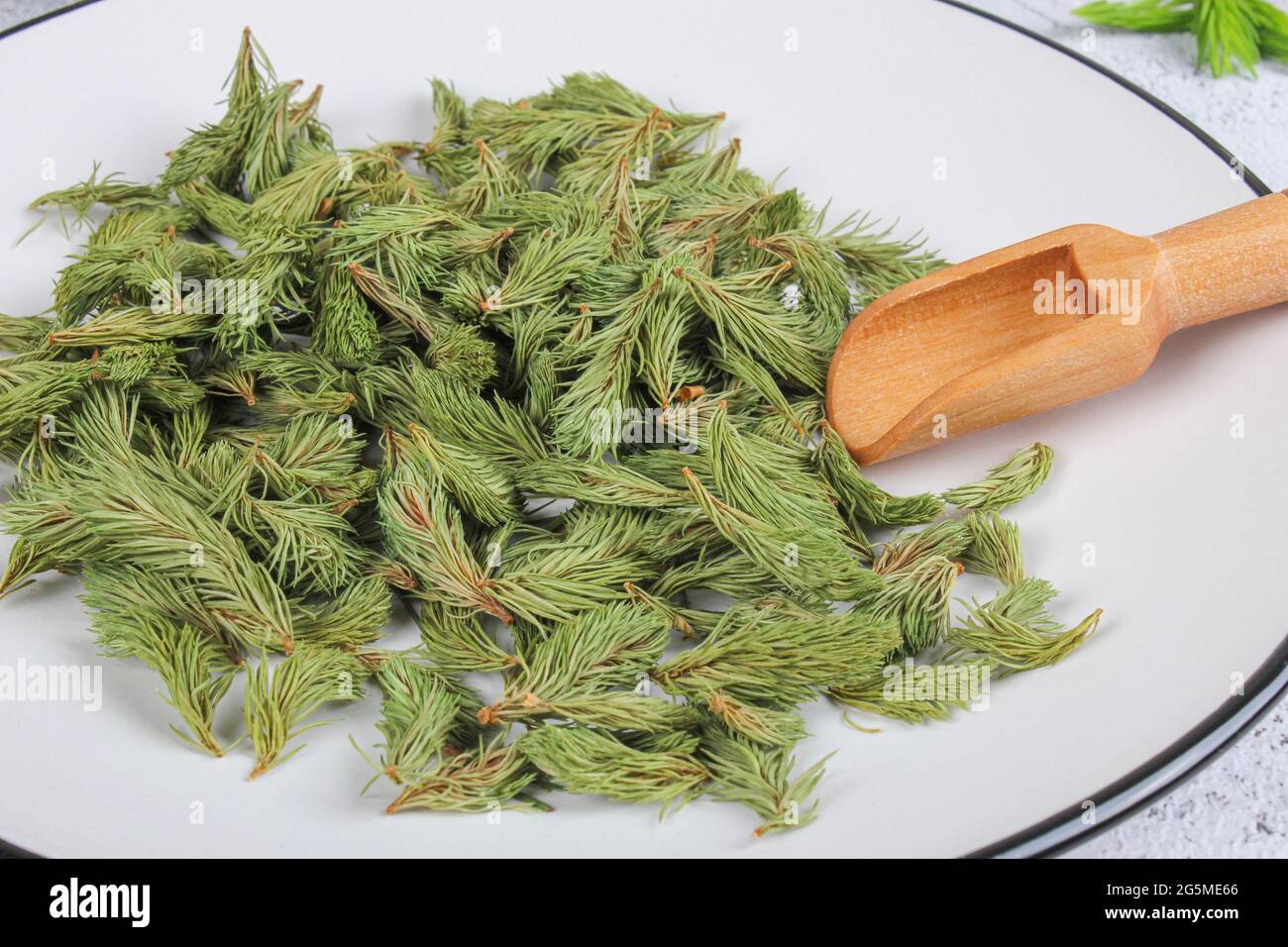 Dried young shoots of spruce prepare for tea. Remedy for cough and asthma. Homeopathy and natural folk medicine. Close up. Stock Photo