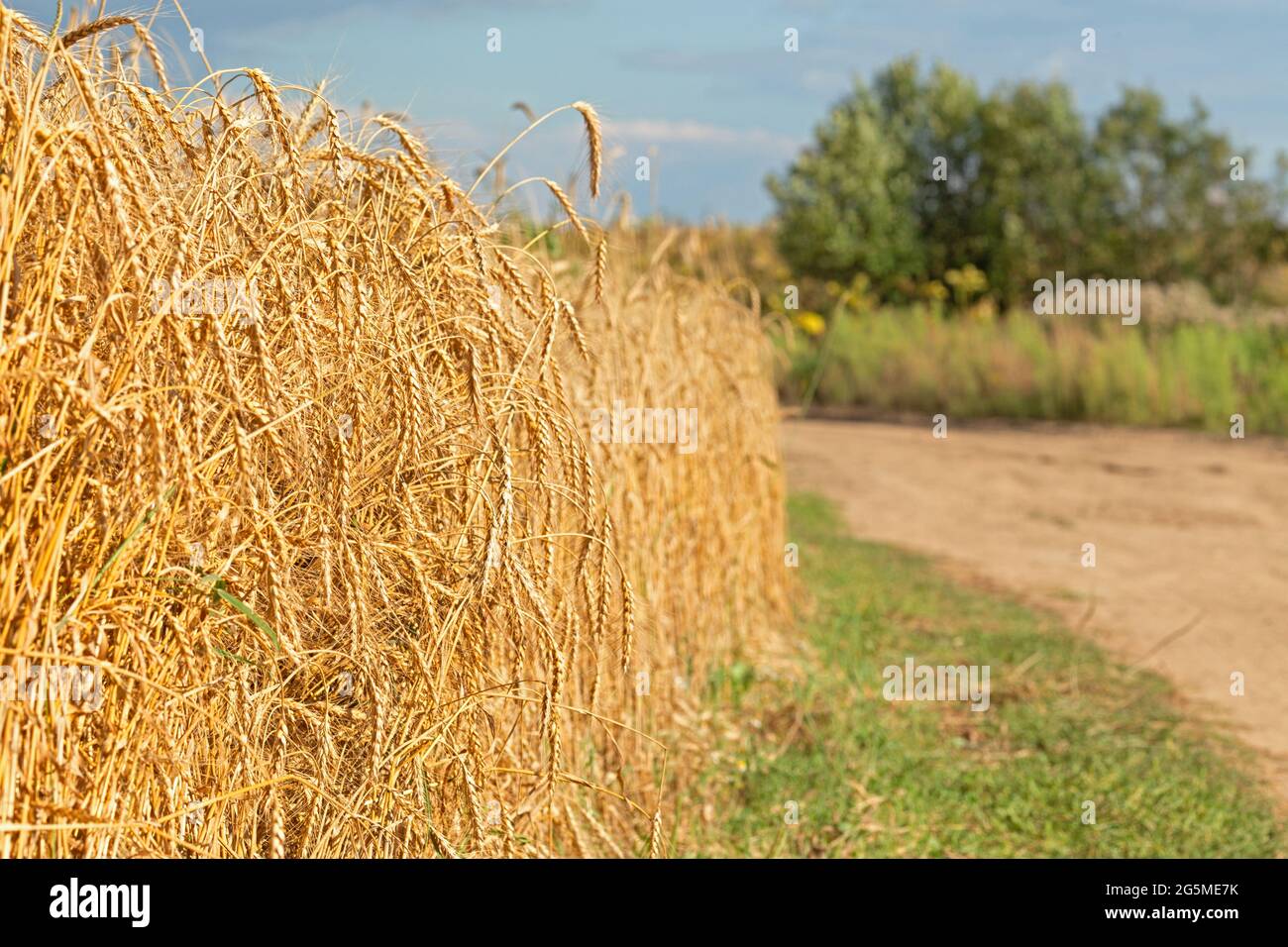 A field of ripe rye and a dirt road on a sunny summer day. Blue sky and ...