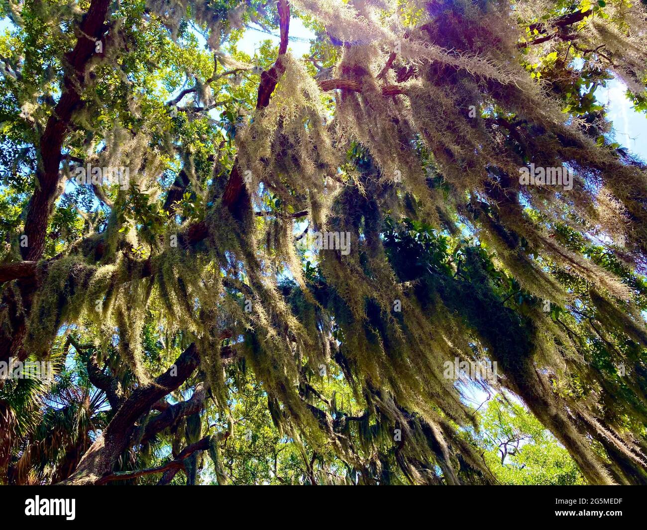 Spanish moss is an epiphytic flowering plant that often grows upon large trees in tropical and subtropical climates. It is native to much of Mexico. Stock Photo