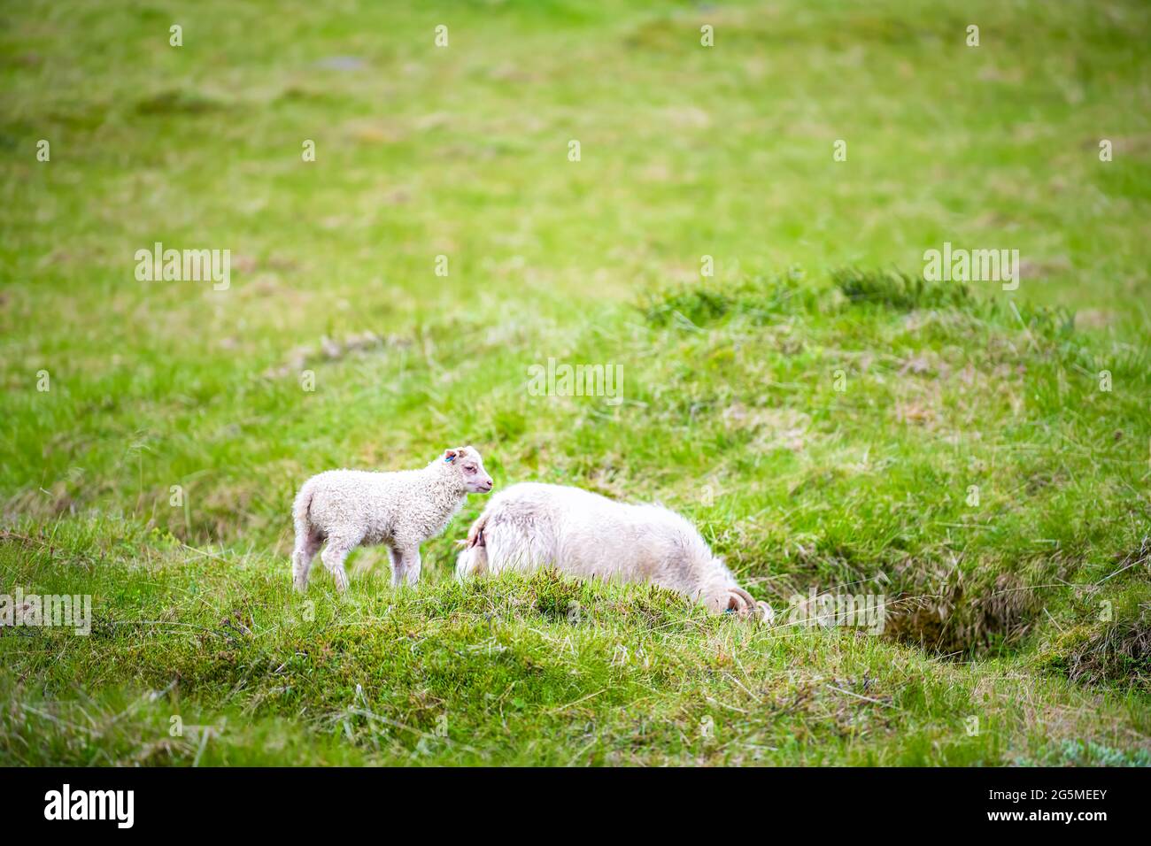 Two white lamb Icelandic sheep on green grass lush pasture at farm ...