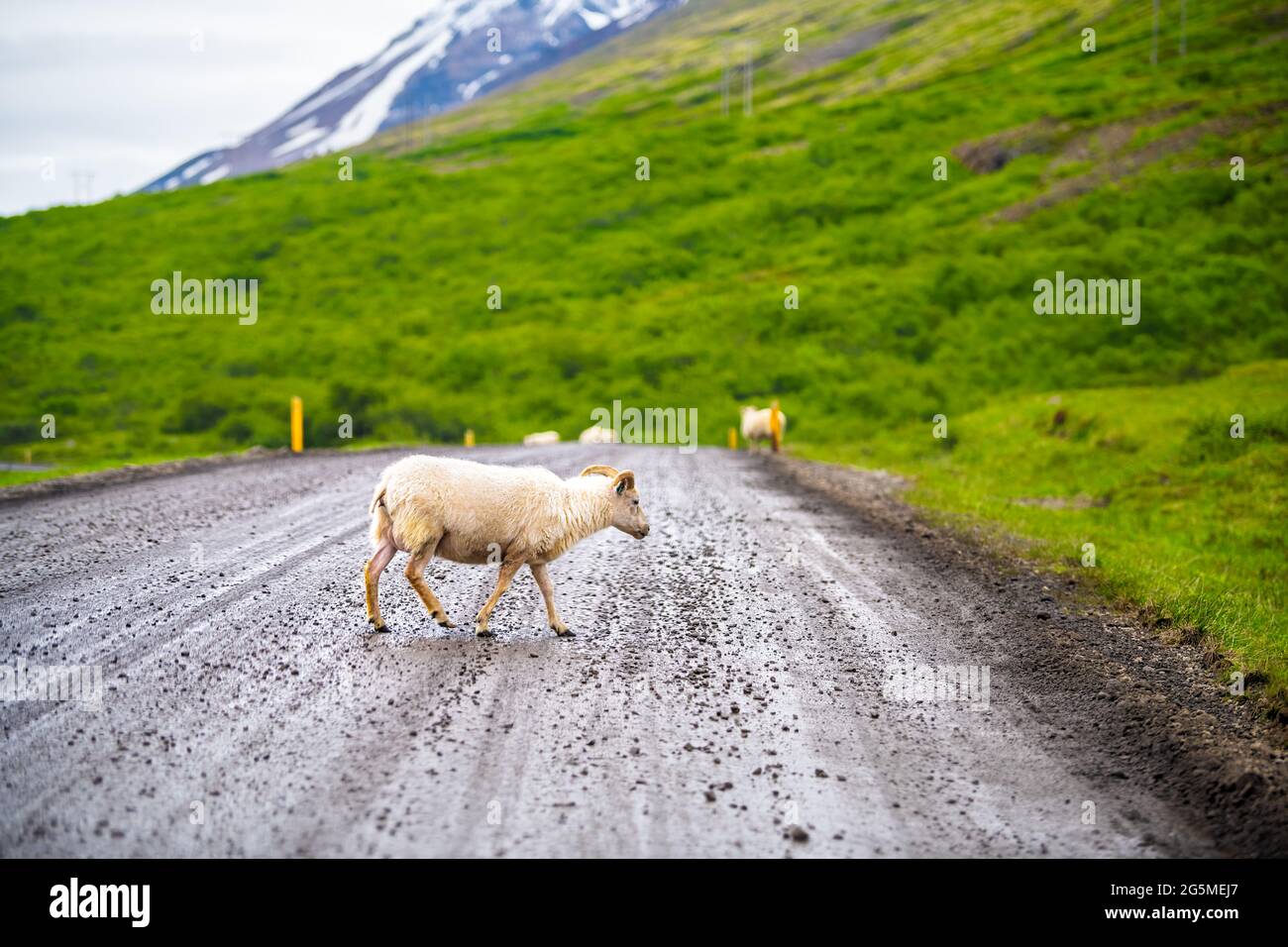Sheep herd one baby lamb with horns in Iceland countryside rural crossing  ring road dirt path in east country summer walking Stock Photo - Alamy