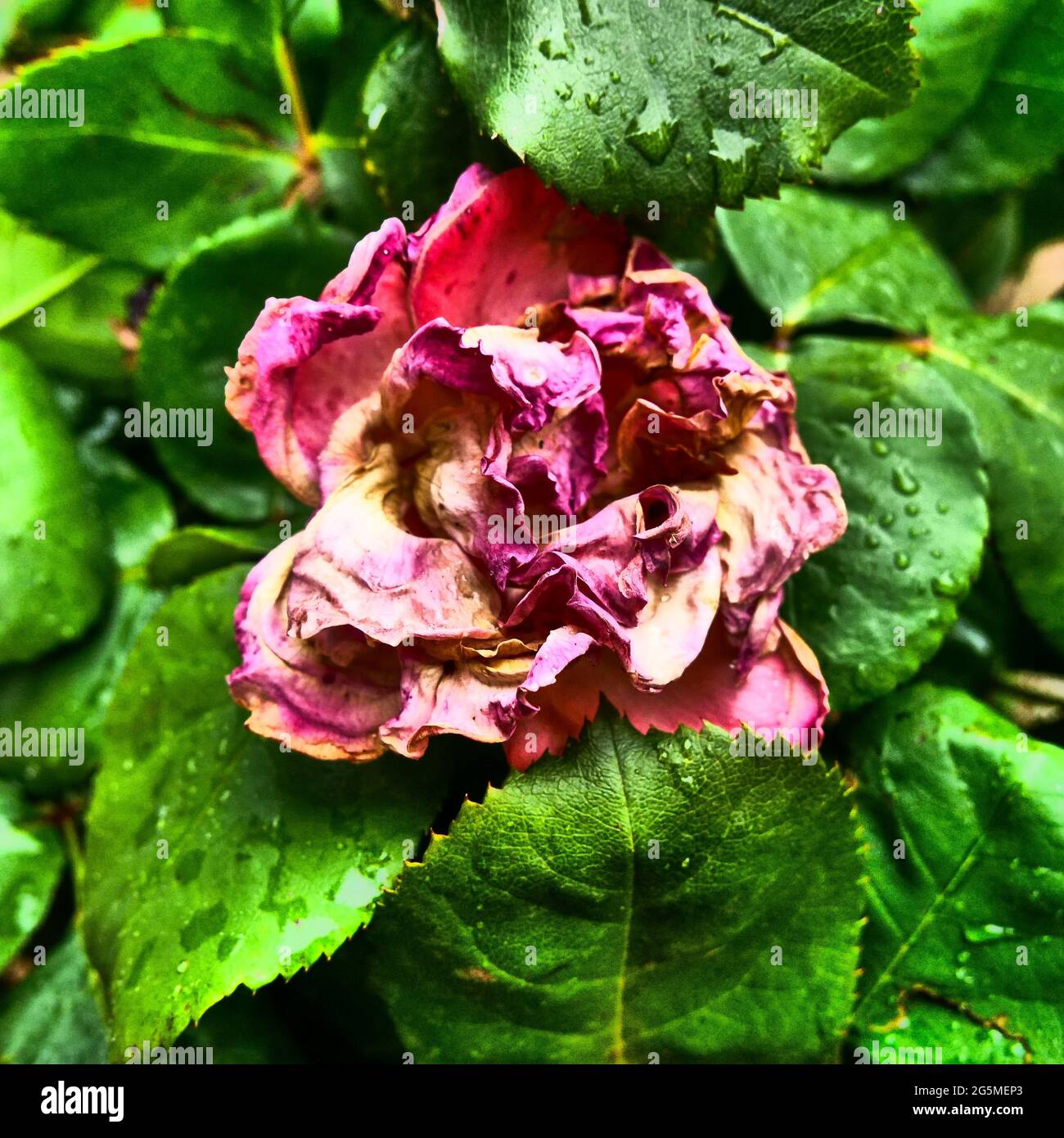 A dead rose in an abandoned garden, conceptual photography, France