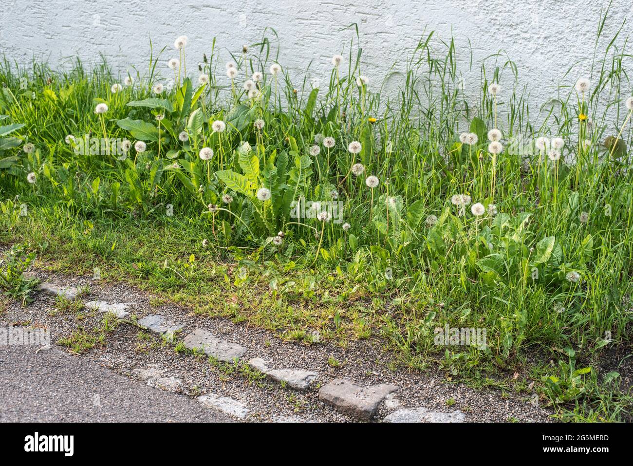 dandelions with fluffy seed heads in morning sun growing next to a plastered wall Stock Photo