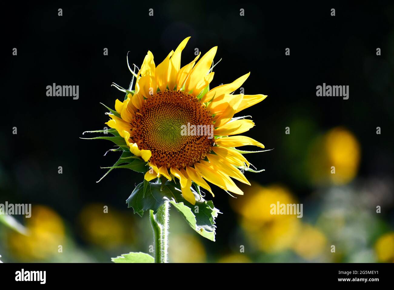 Sunflowers in a field in Texas Stock Photo Alamy