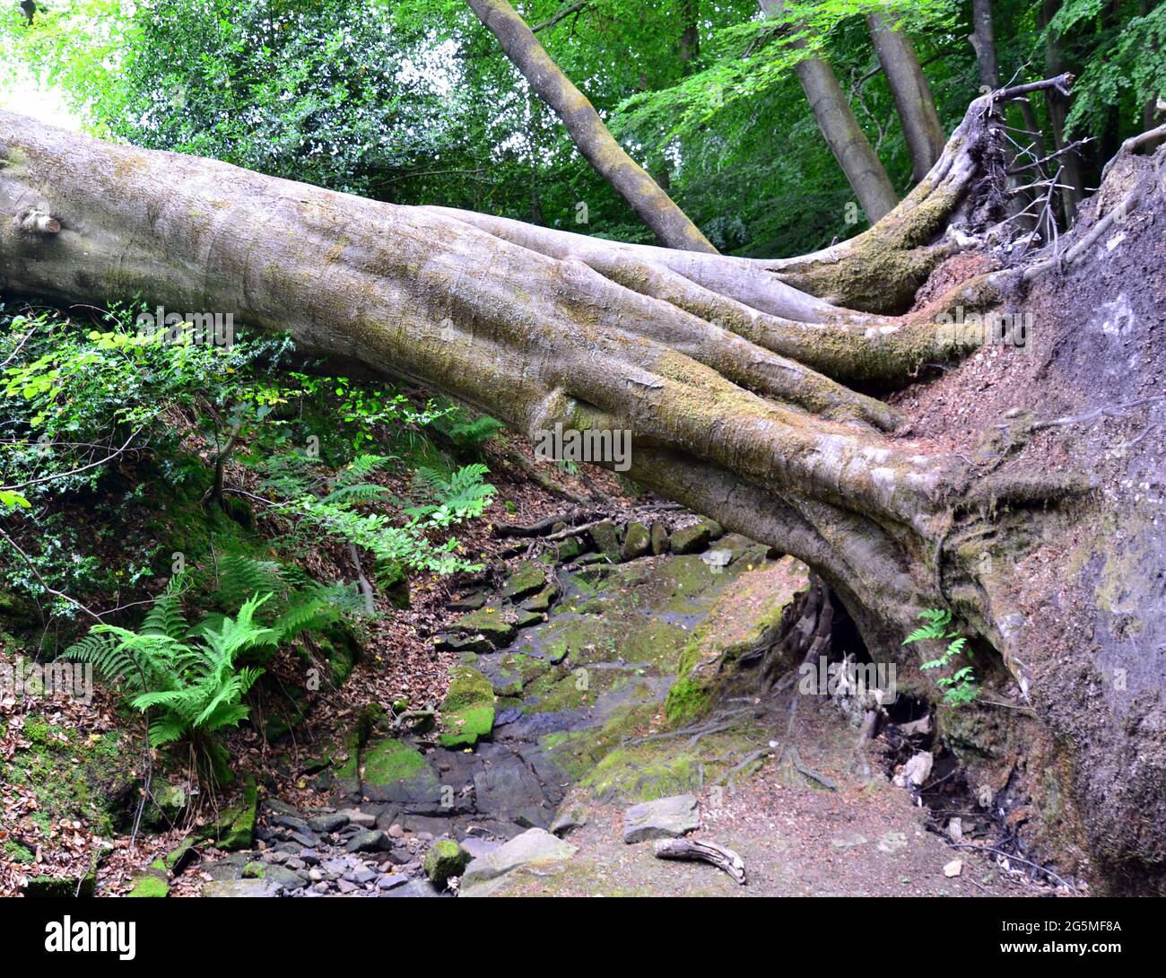 A large fallen tree over a dried up stream course in Greater Manchester, England, Britain, United Kingdom Stock Photo