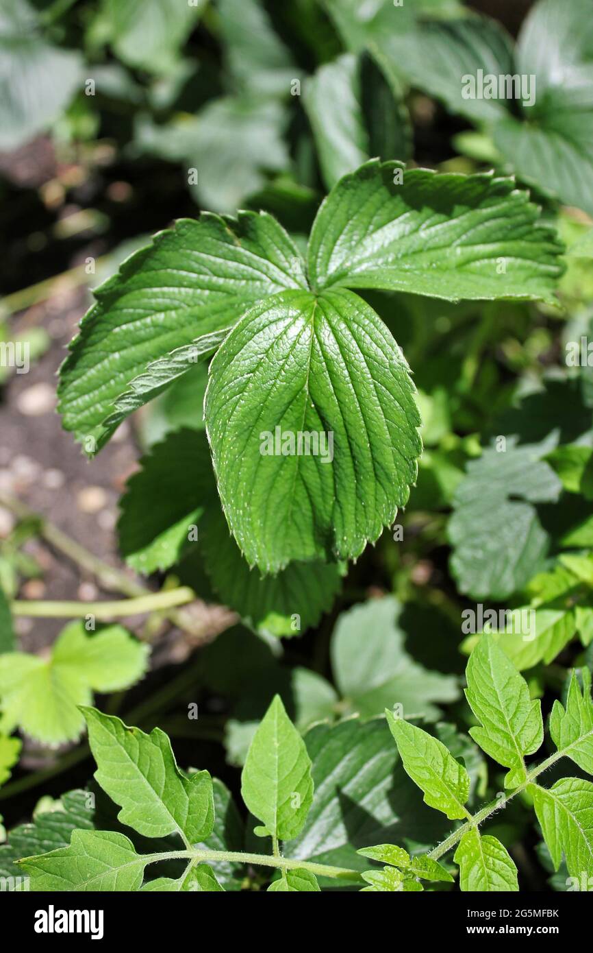 Lush green strawberry plant growing in the backyard summer garden Stock ...