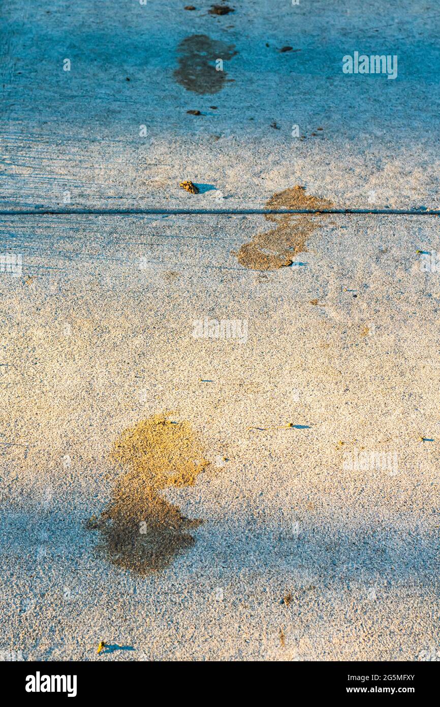 Three muddy footprints, boot prints, shoe prints on sidewalk pavement at sunset. Stock Photo