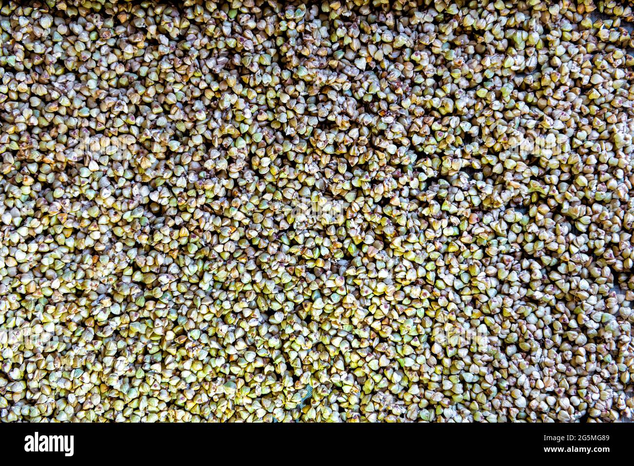 Closeup macro of raw uncooked dry green buckwheat grain seeds pattern