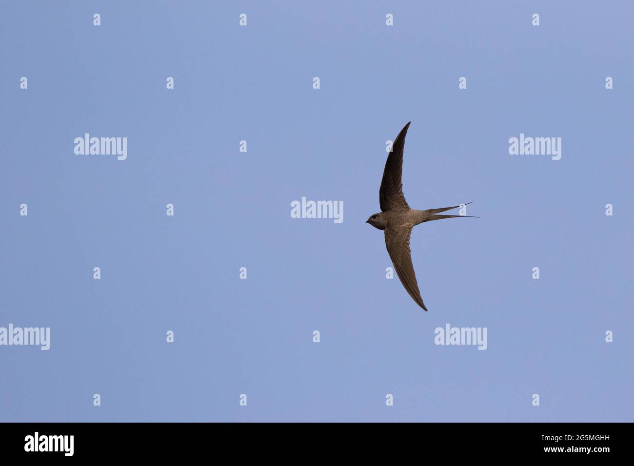 African Palm Swift, Cypsiurus parvus, The Gambia Stock Photo Alamy