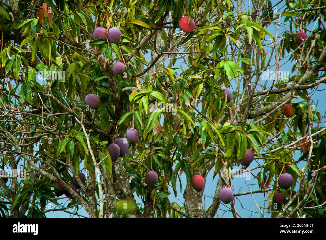 Fruit Bearing Mango Tree High Resolution Stock Photography And Images Alamy