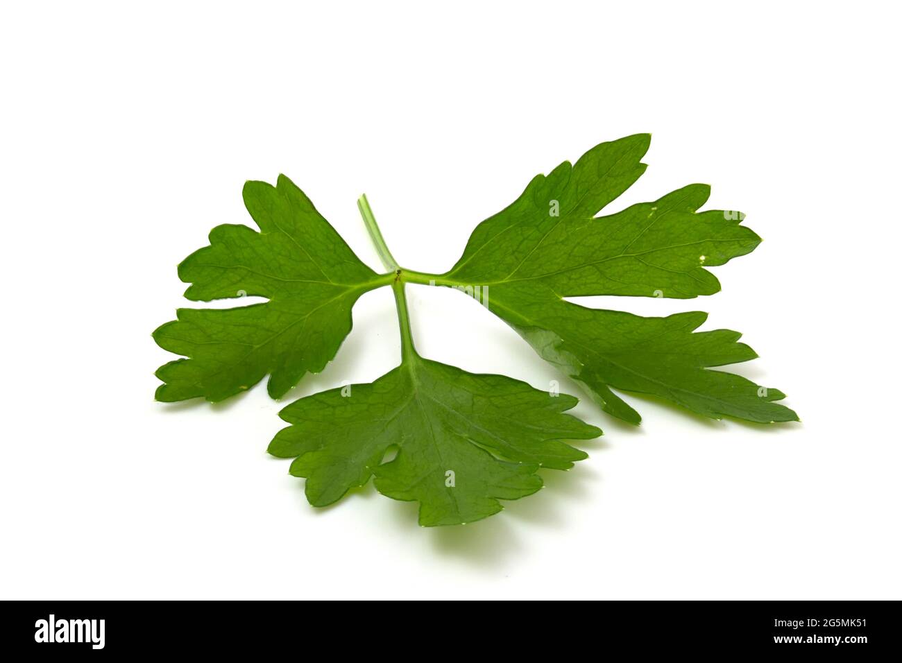 Parsley leaf isolated on white background. Fresh herbs to add to food