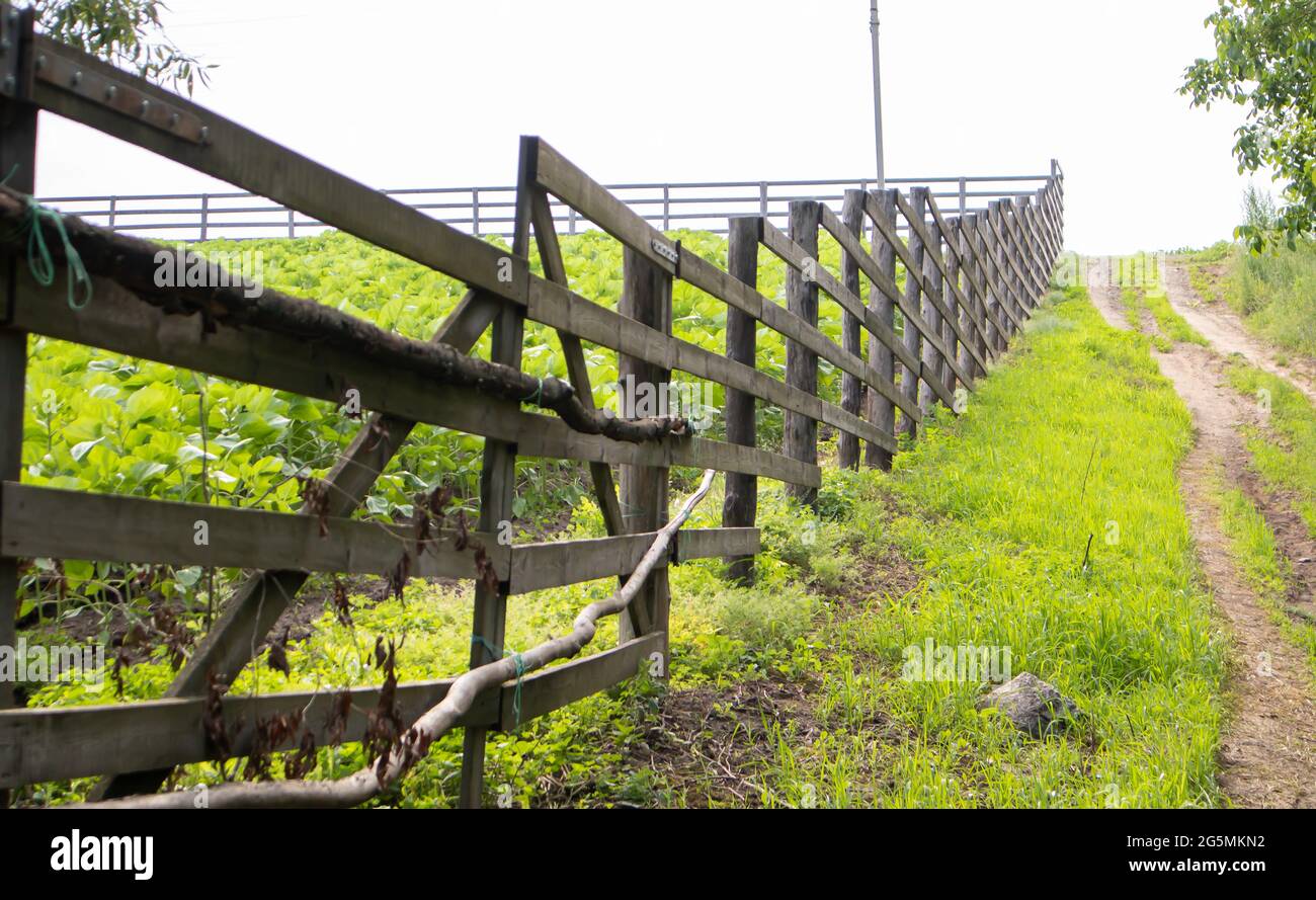 Authentic wooden fence in the village. Handmade wooden fence made of boards. Old fence, rural landscape. Well-trodden path along the fence in the fiel Stock Photo