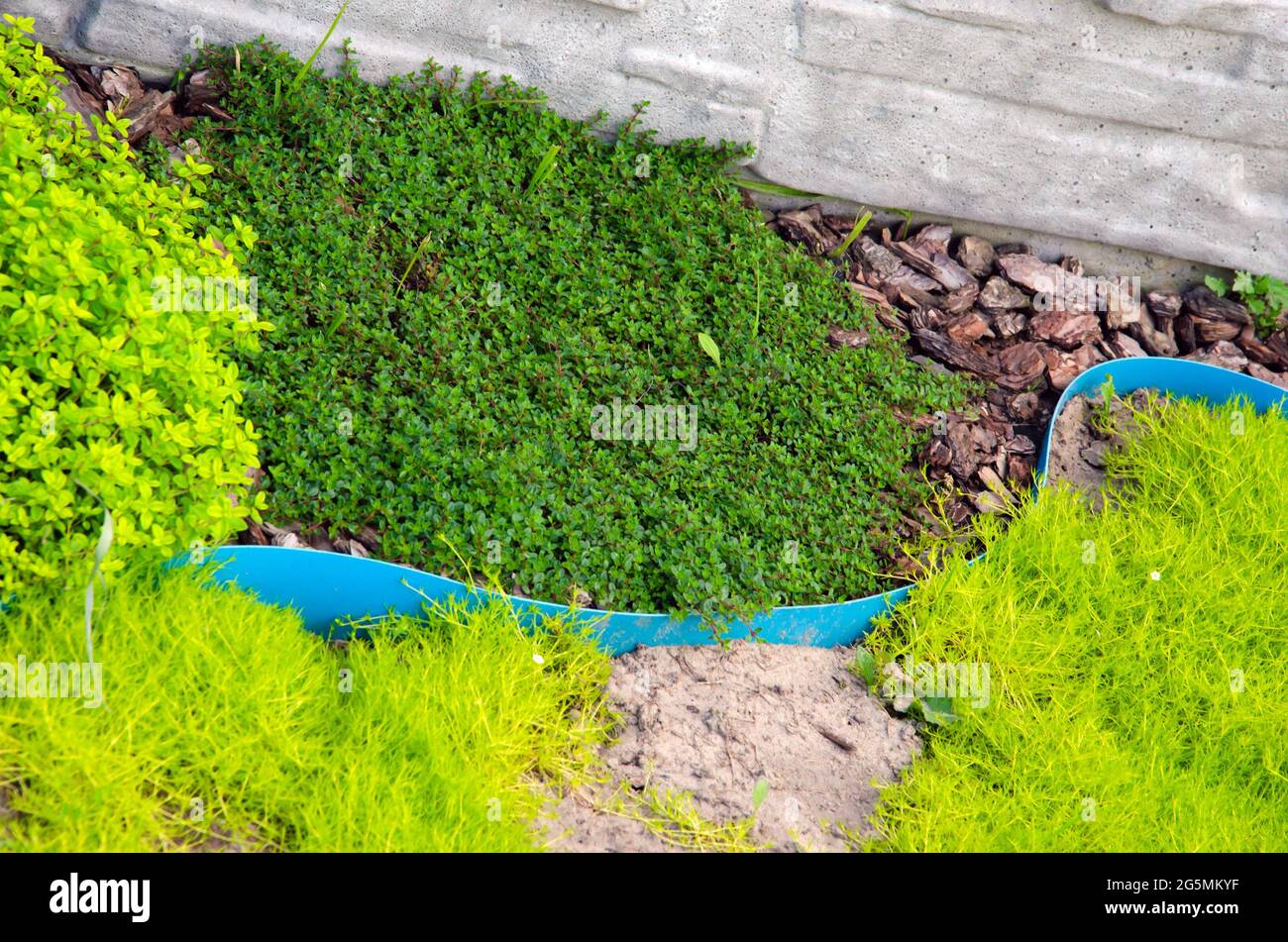 juniper tree nature texture background. Evergreen coniferous juniper
