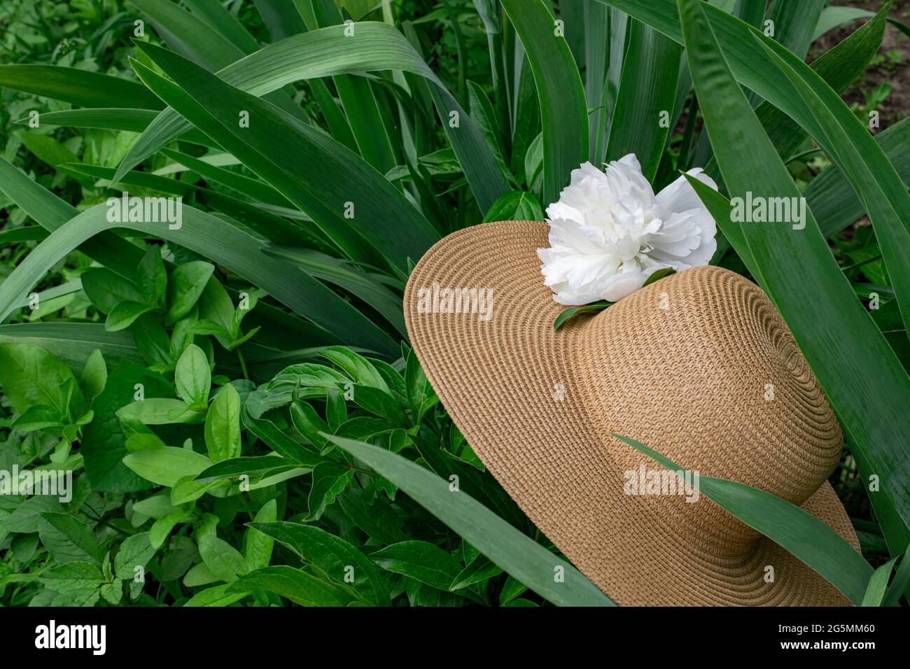 The hat is straw, decorated with white peony, forgotten in the garden on the grass. Stock Photo