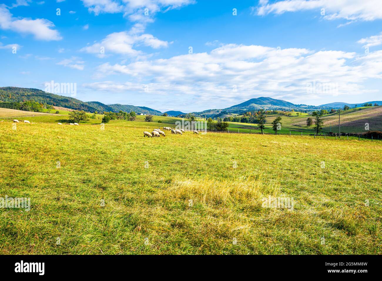 Rural countryside farm field with sheep grazing on green grass meadow rolling hills and autumn fall mountains pastoral landscape in Monterey and Blue Stock Photo
