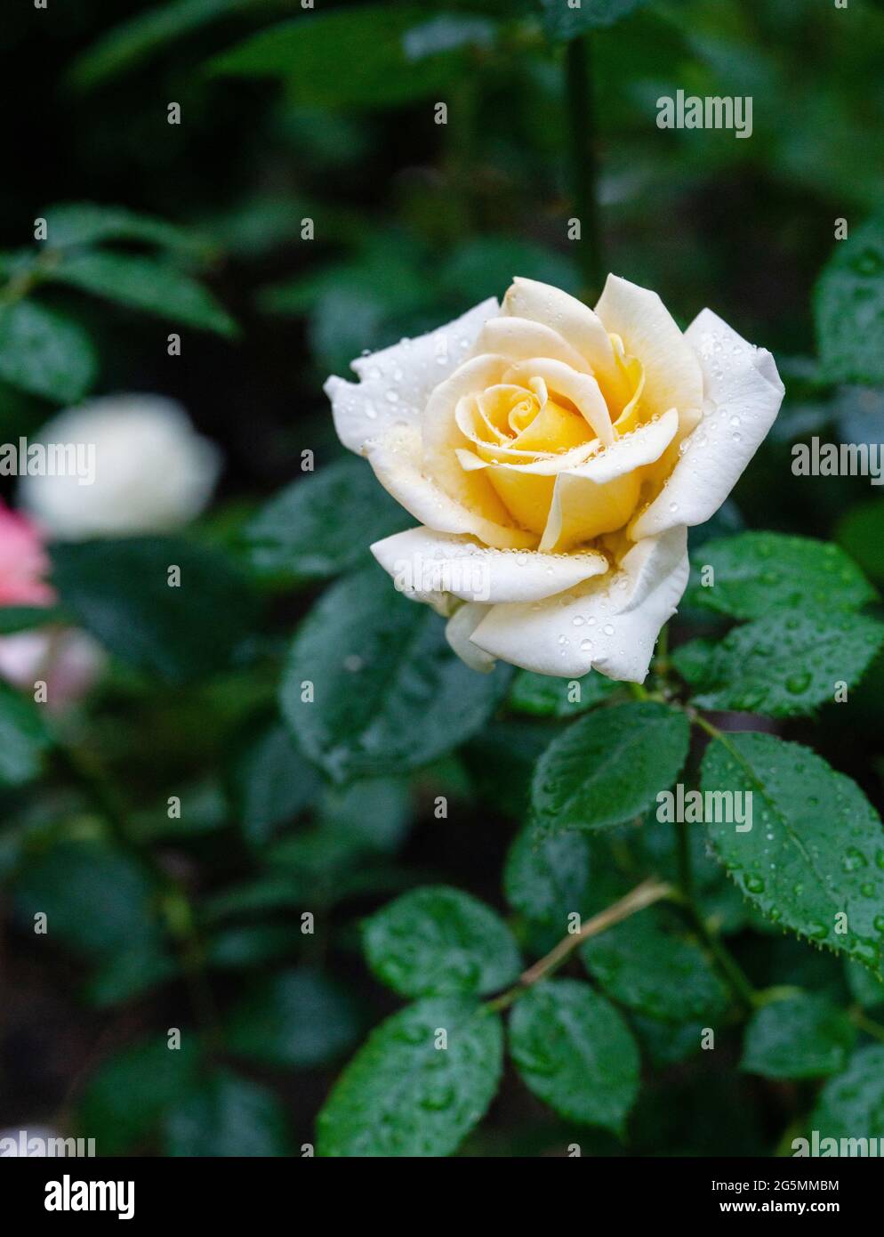 Beautiful  yellow rose after rain - fantastic nature in Moscow oblast in fantastic  June Stock Photo