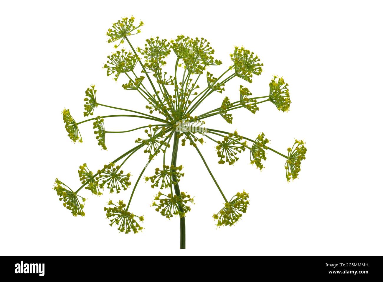 Dill flower isolated on white background. Stock Photo