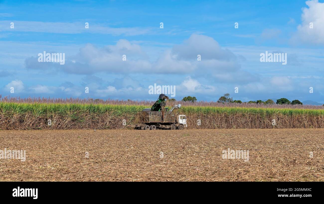 Harvesting sugar cane by machine and filling into bins hauled by a truck in a paddock Stock Photo