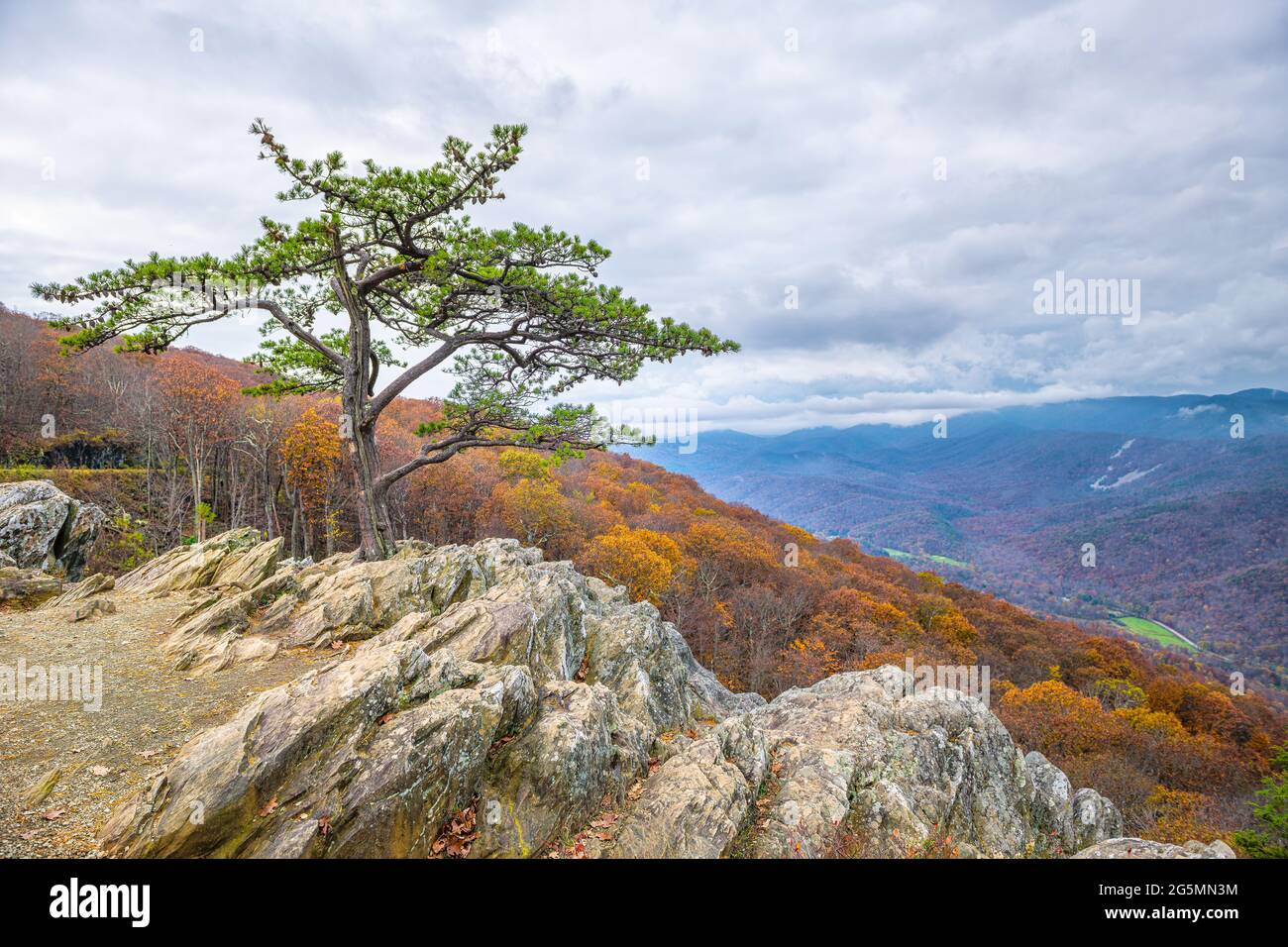 Blue Ridge parkway mountains in autumn fall season with orange foliage on trees and one cedar tree on cliff at Ravens Roost Overlook in Virginia Stock Photo