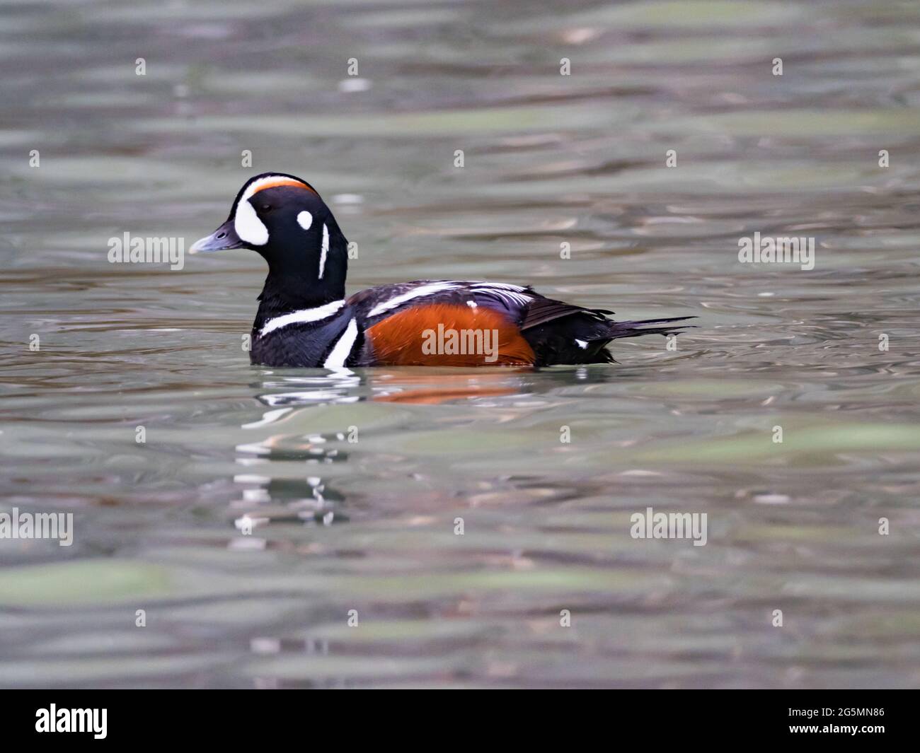 Harlequin Duck, Histrionicus histrionicus, a gorgeous duck in Tracy Arm, Southeast Alaska, USA Stock Photo