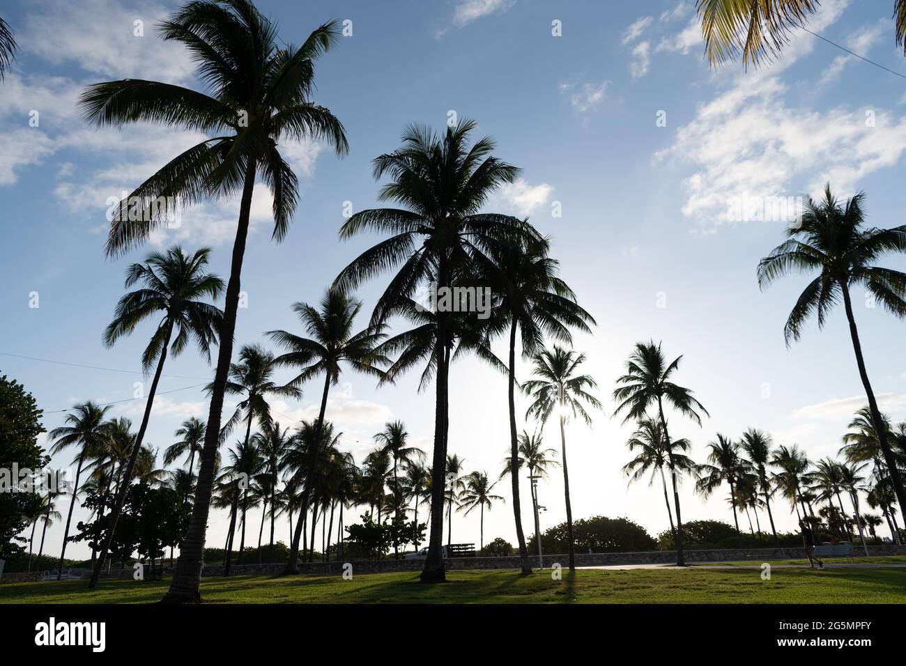 Miami, USA - April 15, 2021: tropical palm trees in Lummus park on Ocean Drive Florida Stock Photo
