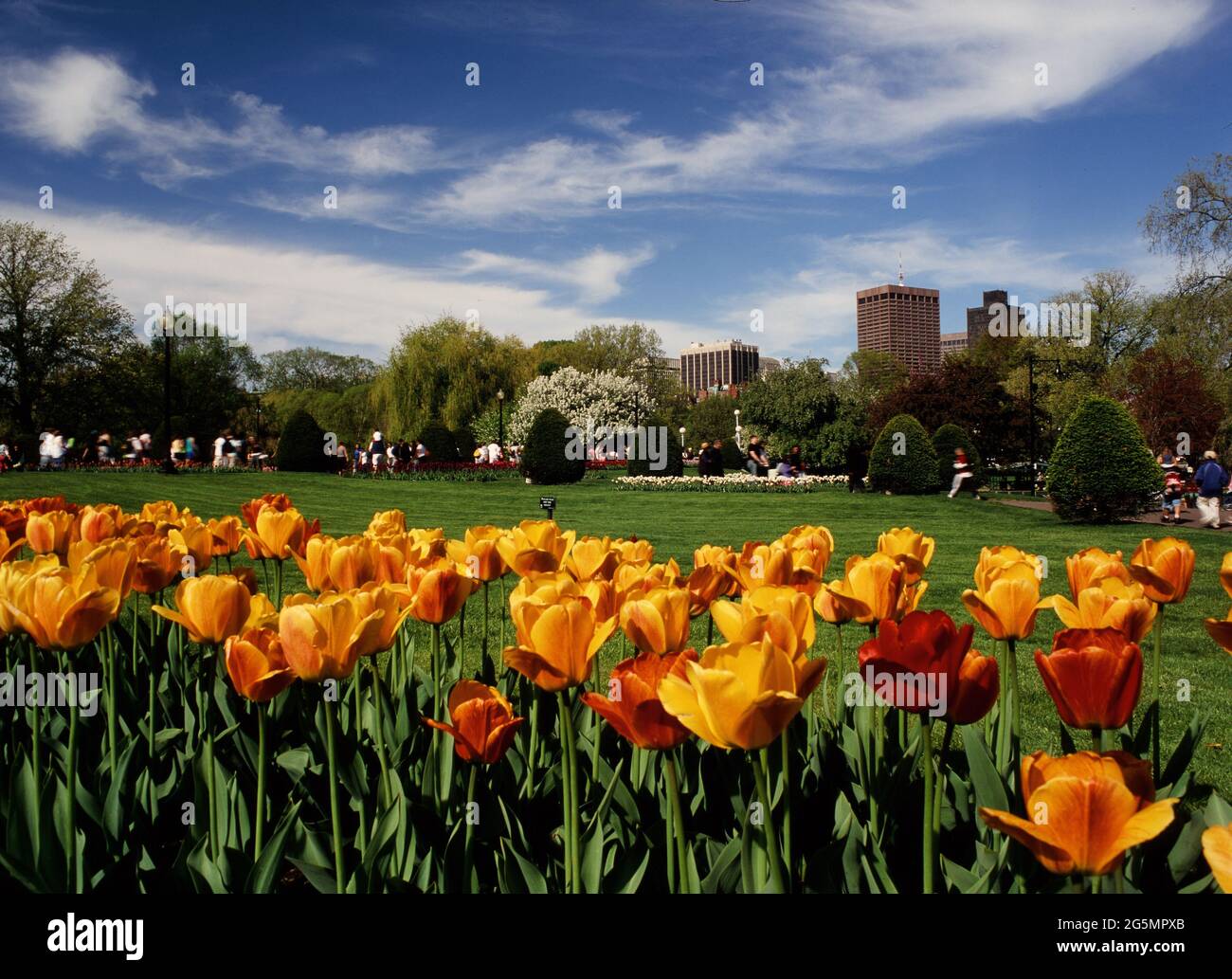 Boston Public Garden tulip display in spring Stock Photo
