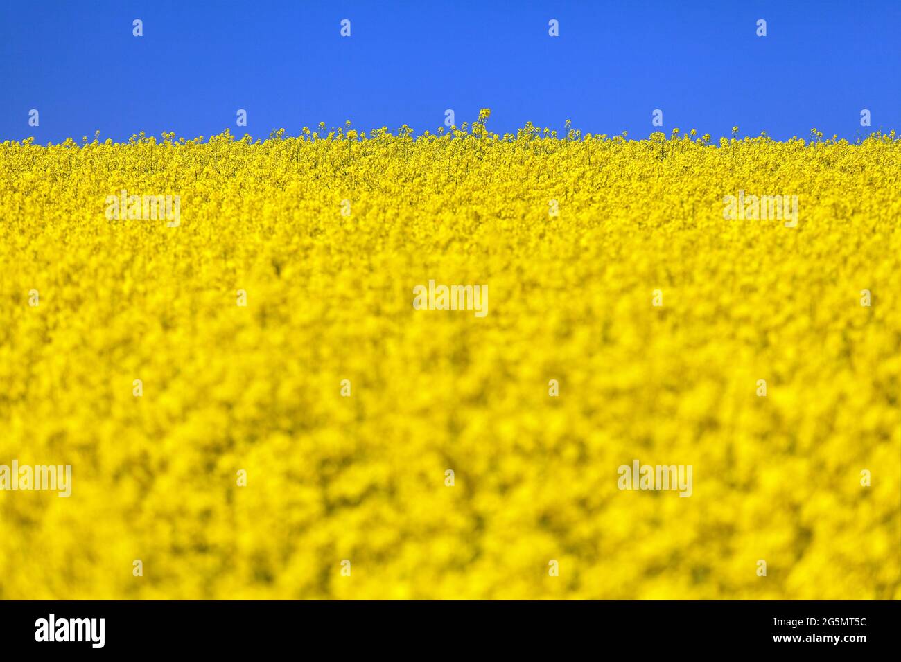 golden field of flowering rapeseed, canola or colza with blue sky, brassica napus Stock Photo