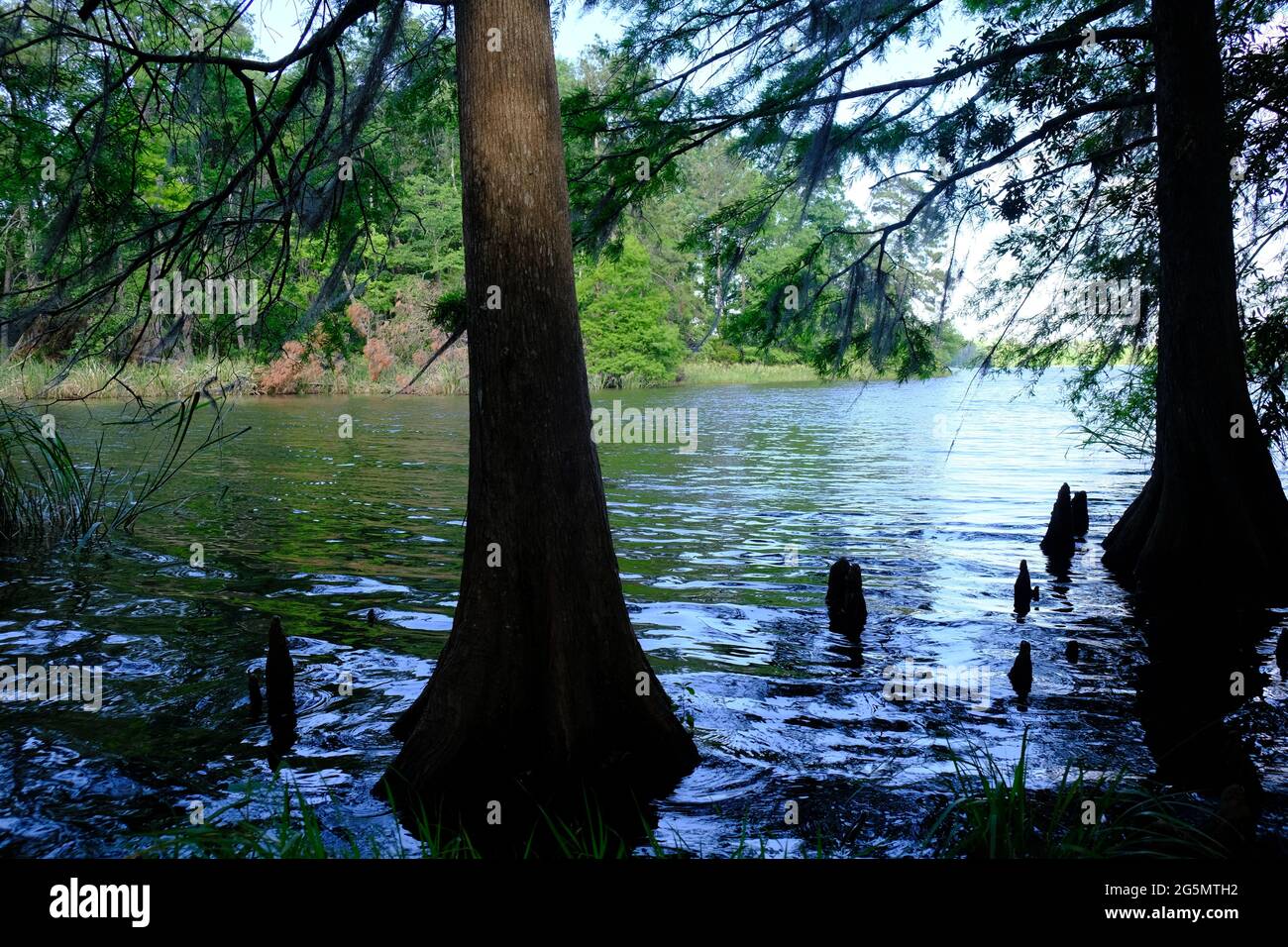 Indian Creek Channel Water Cypress Tree Knee Stock Photo Alamy