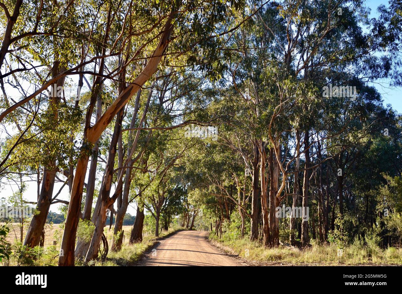 A road in the Megalong Valley of Australia Stock Photo
