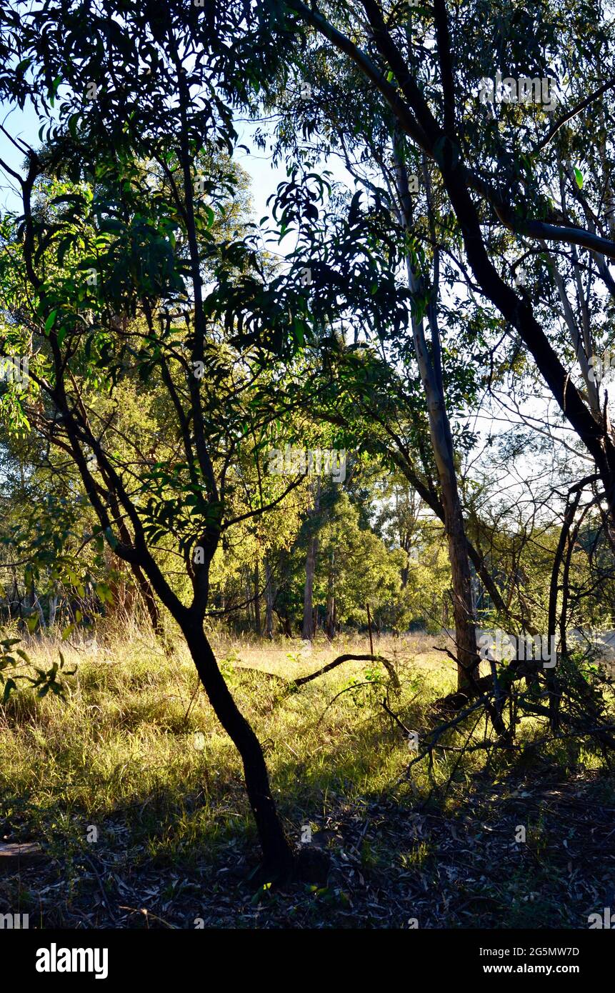 Bushland in the Megalong Valley in the afternoon sun Stock Photo