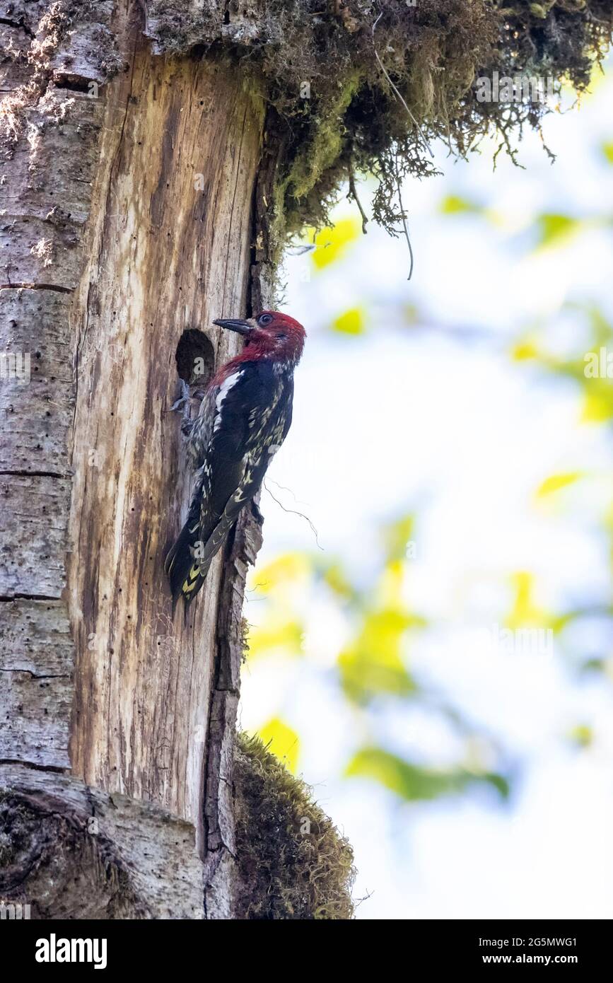 Red breasted sapsucker nest at Coquitlam BC Canada Stock Photo