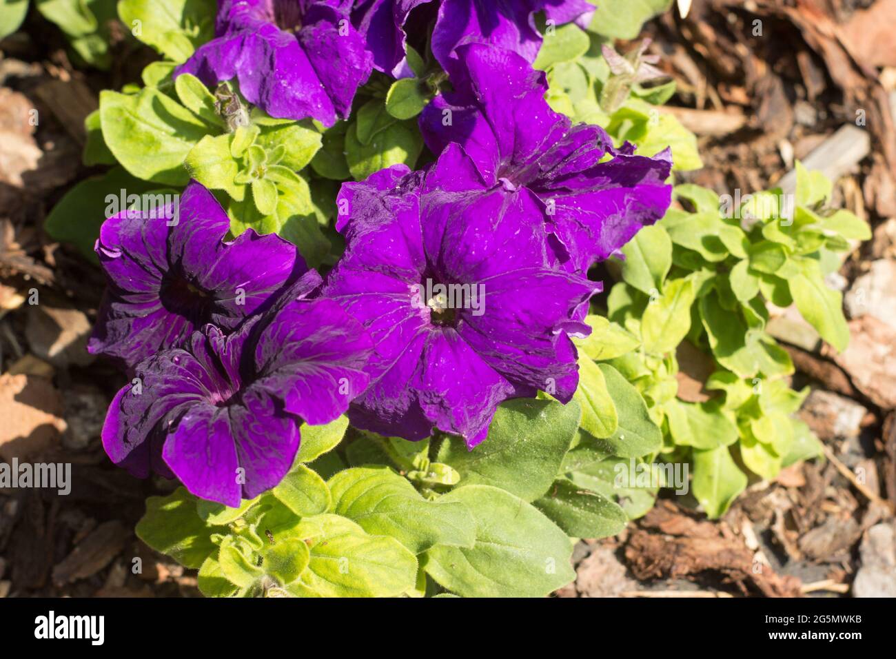 Beautiful purple petunia with leaves in the garden Stock Photo