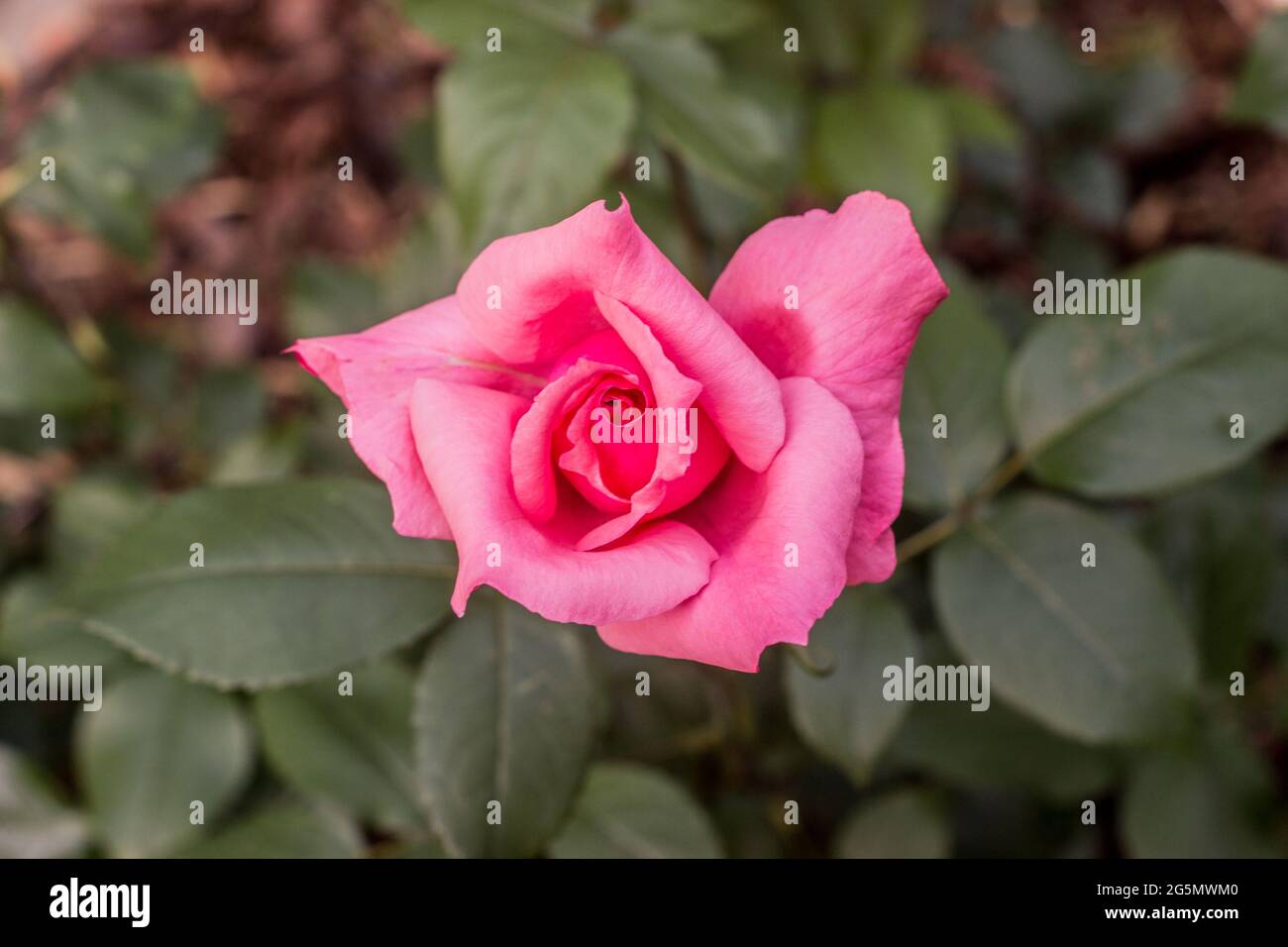 Beautiful pink rose with leaves in the garden Stock Photo
