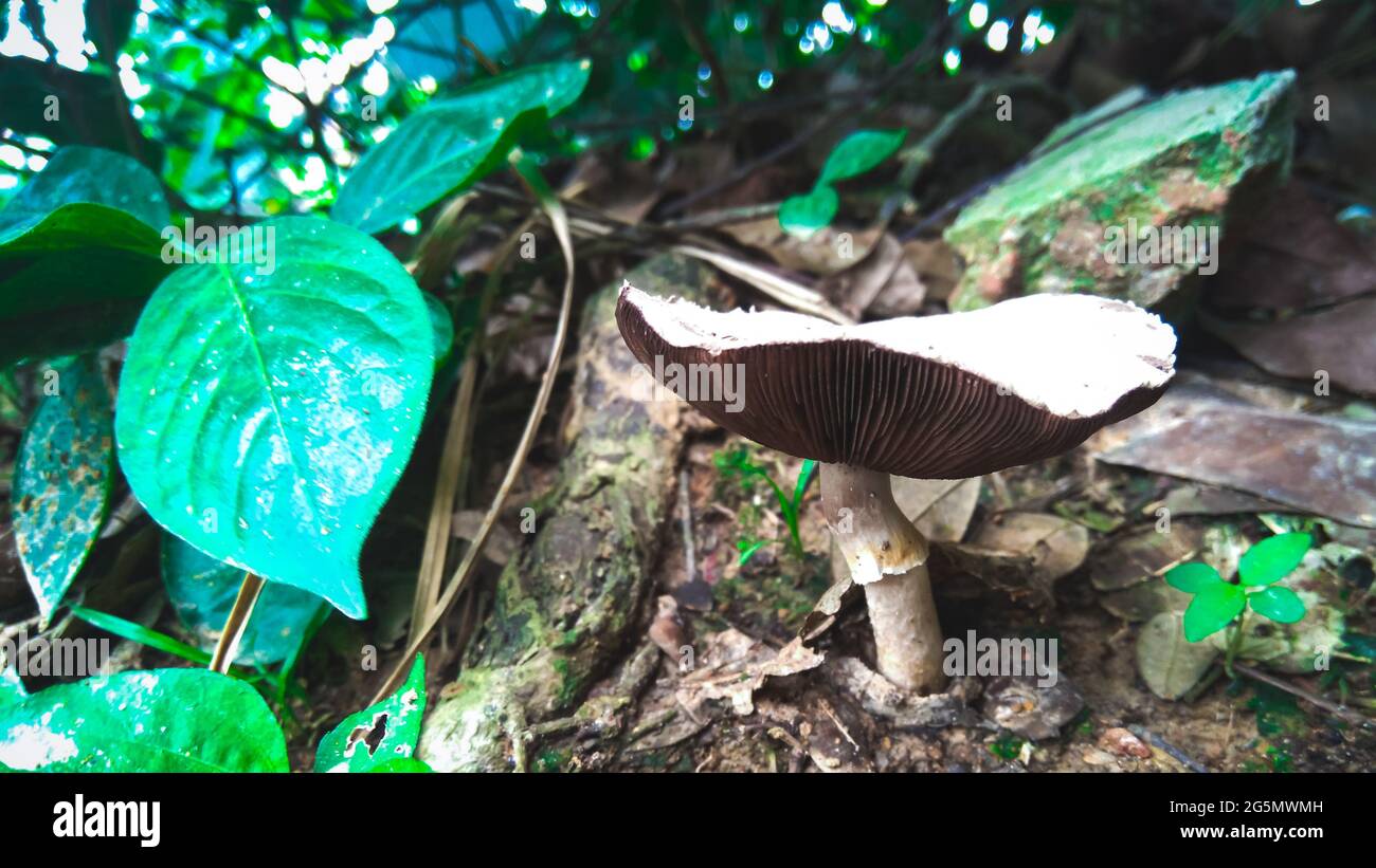 Closeup shot of a mushroom growing near plants Stock Photo - Alamy