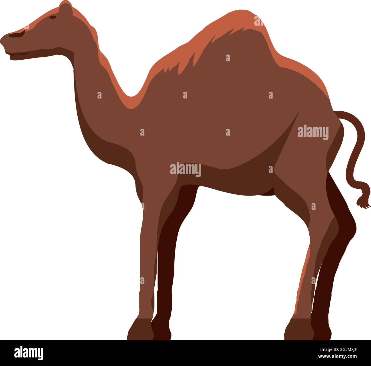 dromedary camel animal Stock Vector