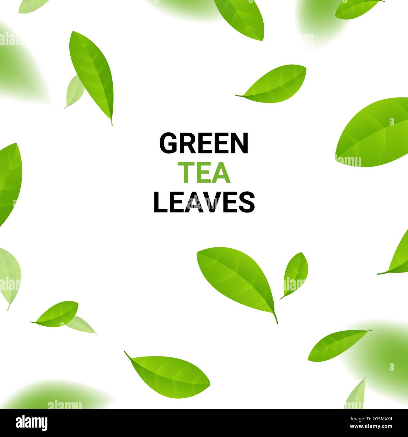 Green tea vector background mint eco illustration. Organic green tea