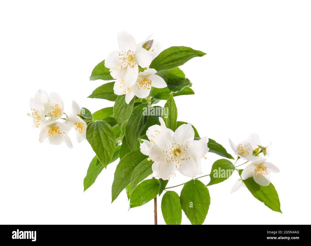 Beautiful jasmine flowers on white background Stock Photo - Alamy