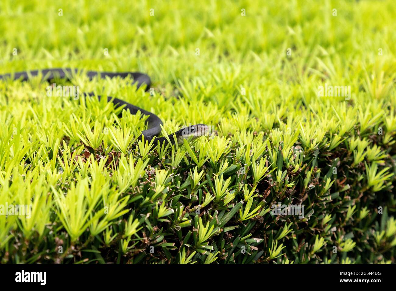 Southern black racer snake Coluber constrictor priapus perches on a bush in Naples, Florida. Stock Photo