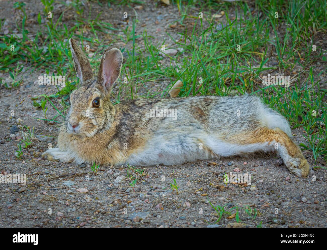 Mature older female Mountain Cottontail rabbit (Sylvilagus nuttalli), shows detail of its fur. It rests in shade of summer, Castle Rock Colorado USA. Stock Photo
