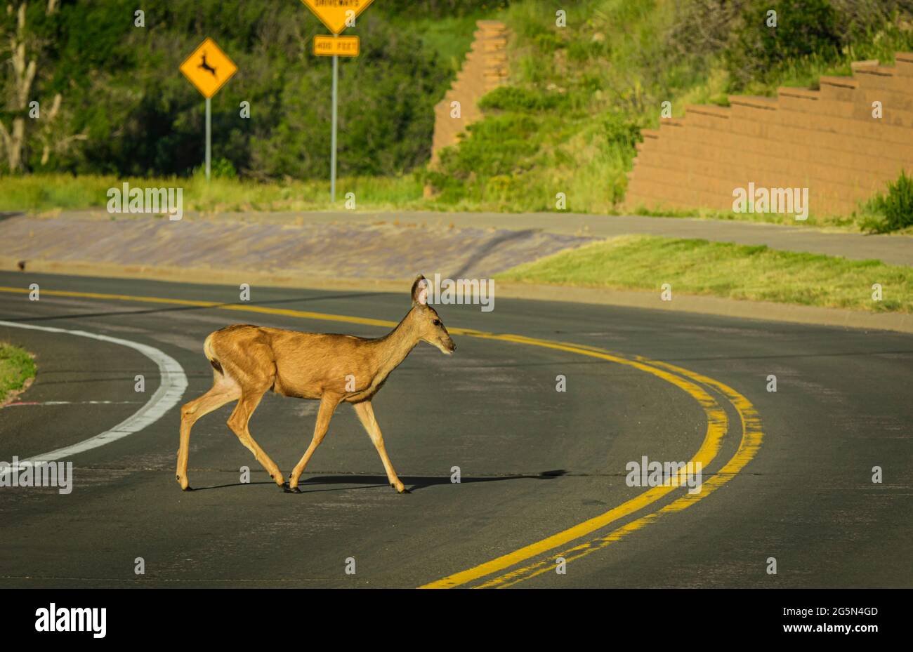 Mule deer doe (Odocoileus hemionus), crosses Colorado highway, the cause of many auto/ wildlife accidents. Deer crossing sign shows in background, USA. Stock Photo