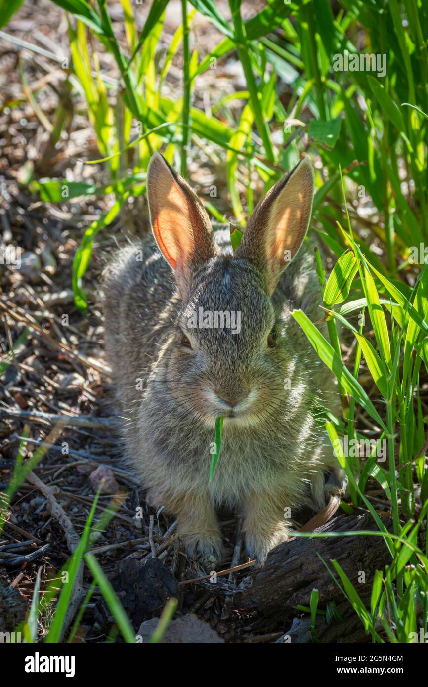 Young Mountain Cottontail rabbit (Sylvilagus nuttalli) chews grass blade & rests in summer shade, Castle Rock Colorado USA. Photo taken in June. Stock Photo