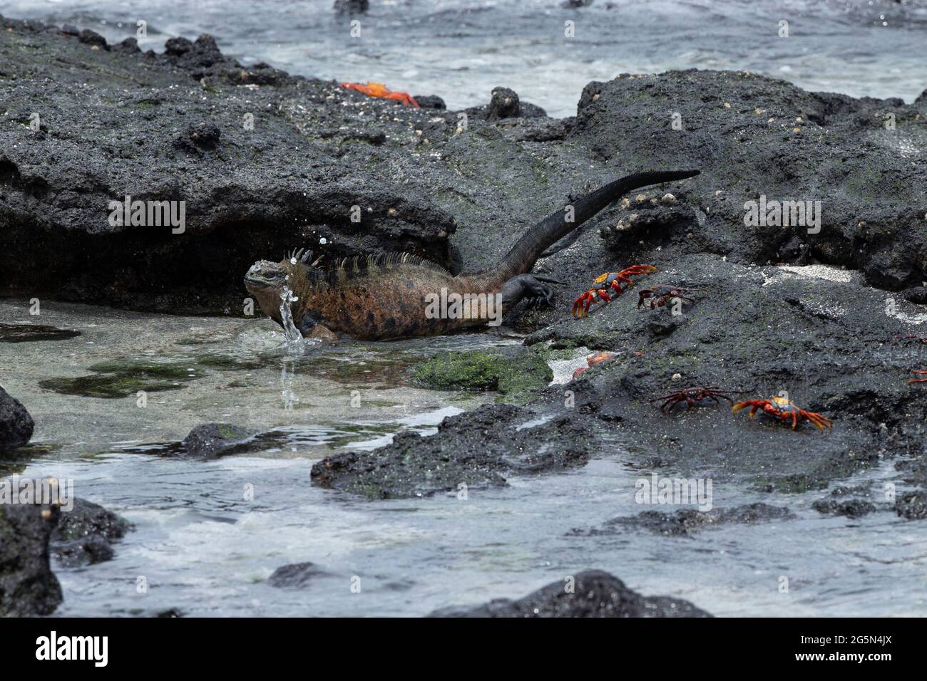 Marine Iguana (Amblyrhynchus cristatus) Stock Photo