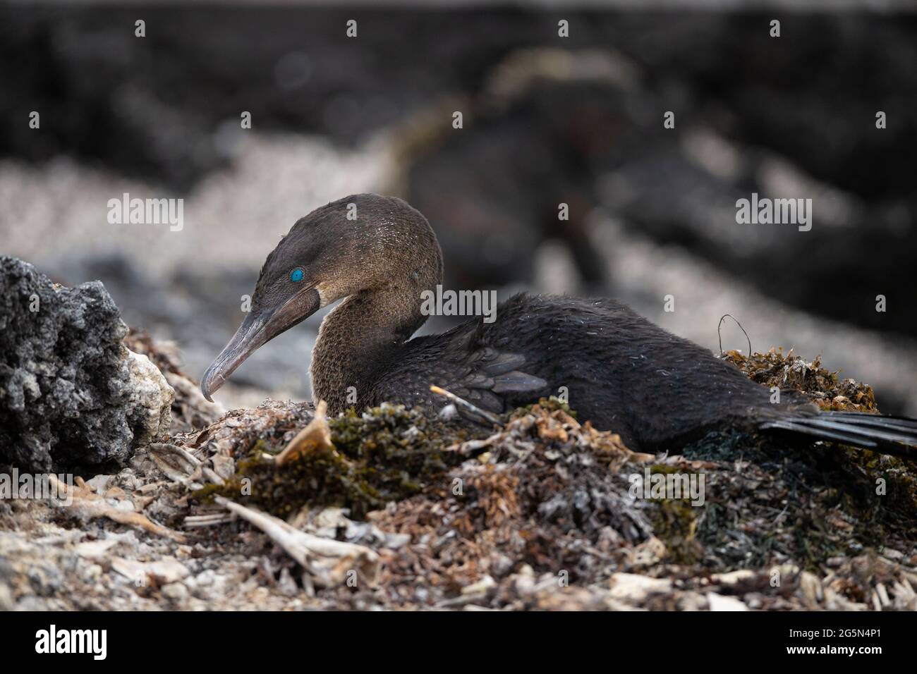 Flightless Cormorant, Galapagos Cormorant (Phalacrocorax harrisi) Stock Photo