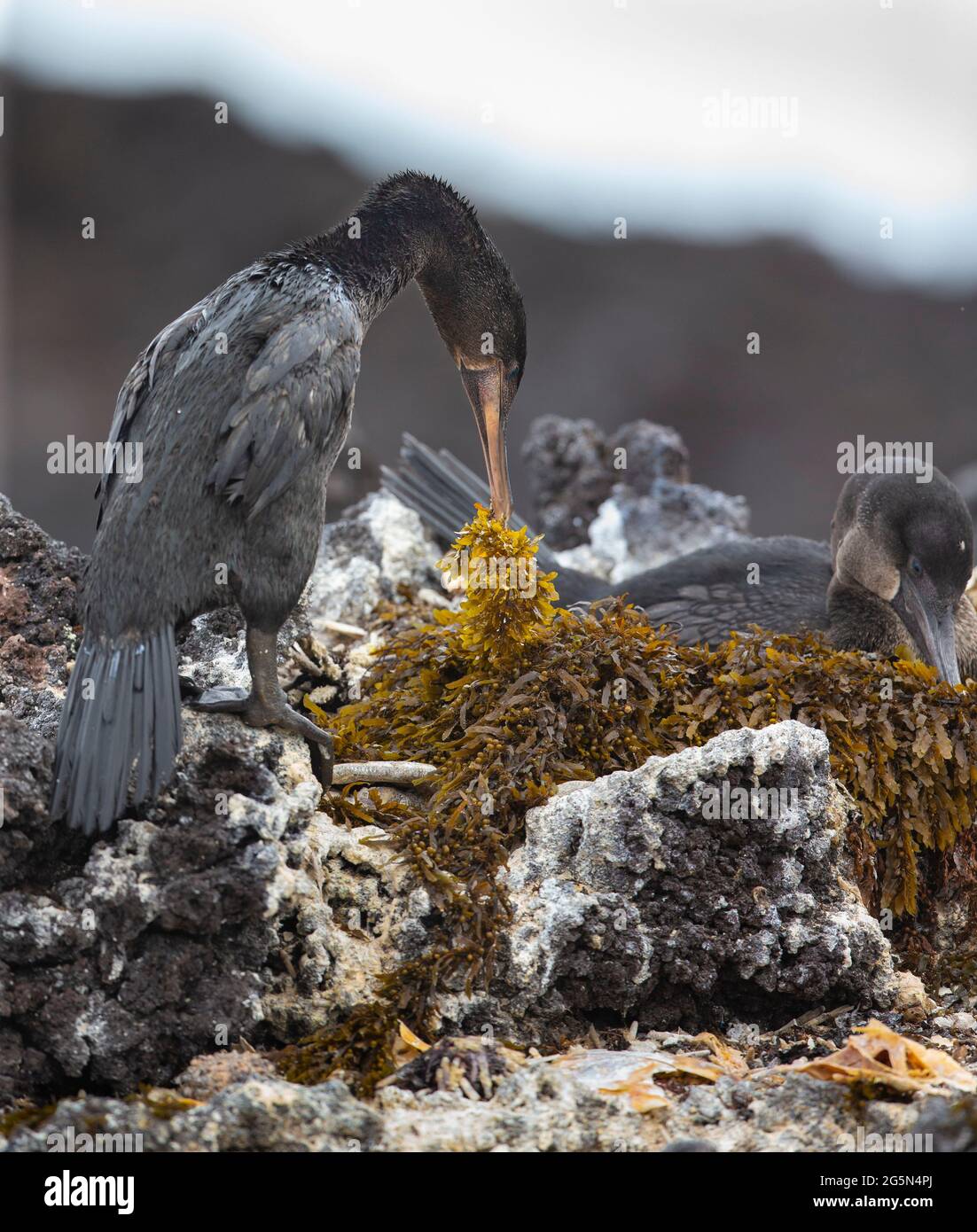 Galapagos Flightless Cormorant (Phalacrocorax harrisi) preparing nest Stock Photo