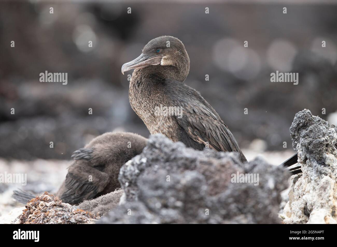 Flightless Cormorant, Galapagos Cormorant (Phalacrocorax harrisi) Stock Photo