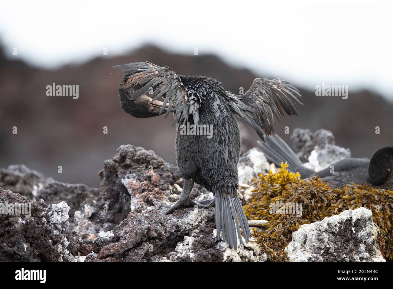 Galapagos Flightless Cormorant (Phalacrocorax harrisi) preening Stock Photo